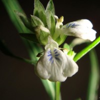 <i>Rungia longifolia</i>  Nees